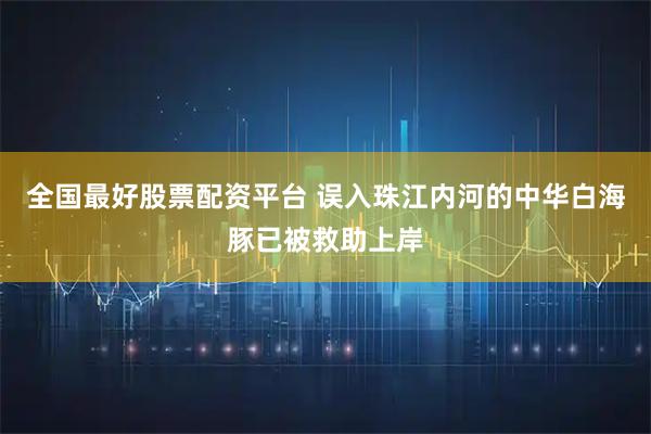 全国最好股票配资平台 误入珠江内河的中华白海豚已被救助上岸